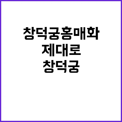 창덕궁 홍매화를 제…