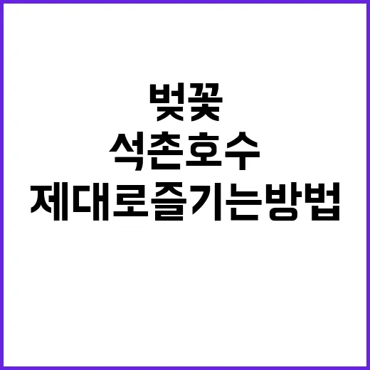 석촌호수 벚꽃을 제…