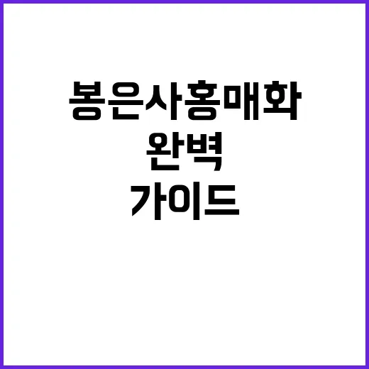 봉은사 홍매화 감상을 위한 완벽한 가이드