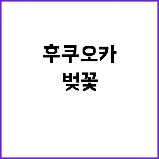 후쿠오카에서 벚꽃을…