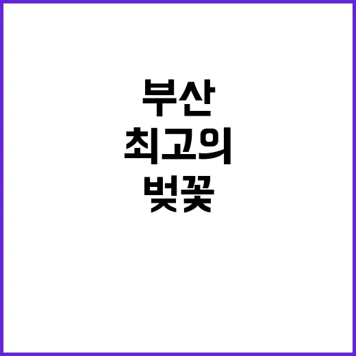 부산에서 벚꽃을 만…