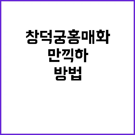 창덕궁 홍매화를 만…