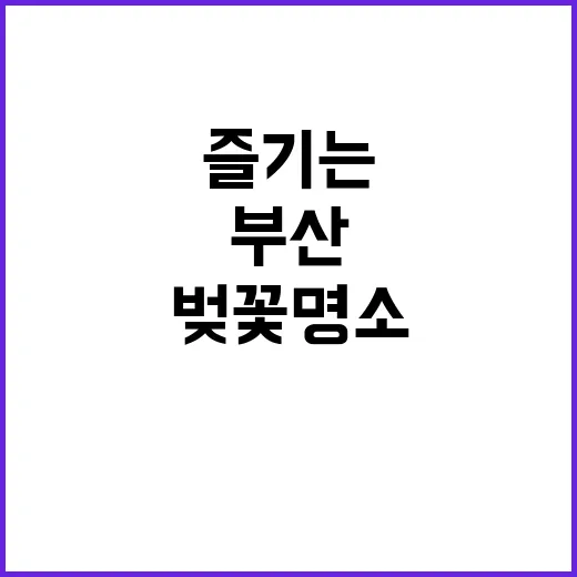부산의 벚꽃 명소를…
