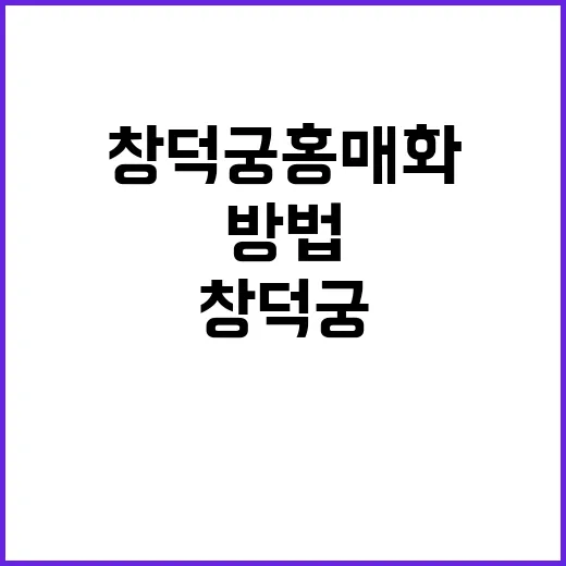 창덕궁 홍매화를 즐…