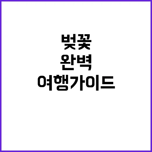 대구 벚꽃을 만끽하…
