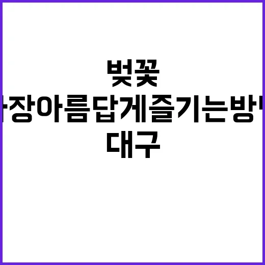 대구에서 벚꽃을 가…