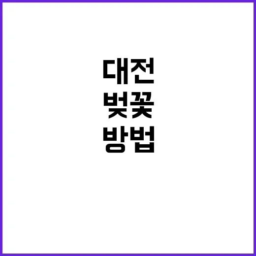 대전에서 벚꽃을 만…