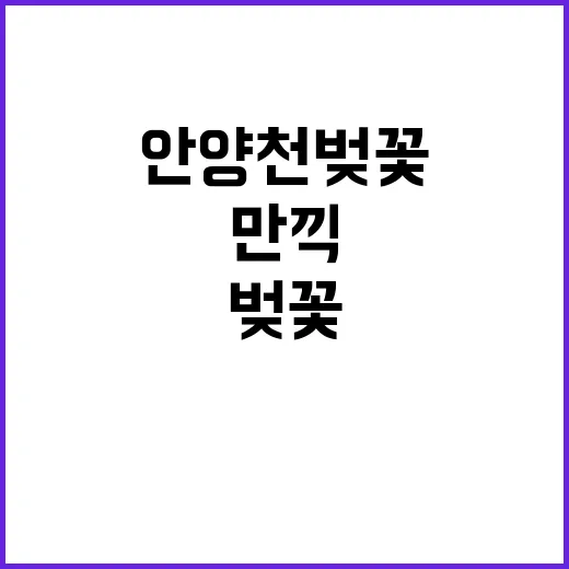 안양천 벚꽃을 만끽…