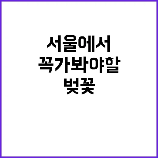 서울에서 벚꽃을 만…
