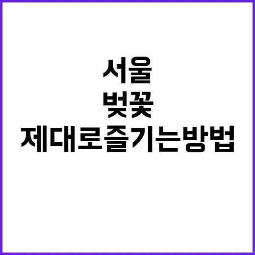 서울에서 벚꽃을 제대로 즐기는 방법