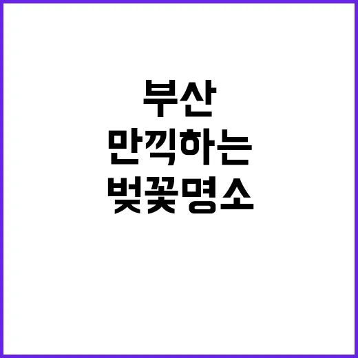 부산 벚꽃 명소를 …
