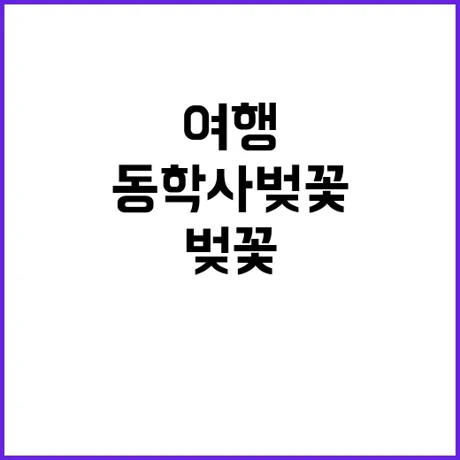 동학사 벚꽃 여행을…