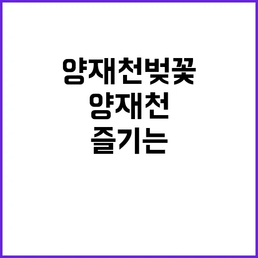 양재천 벚꽃을 즐기…