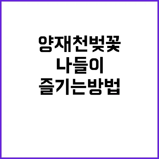 양재천 벚꽃을 즐기…