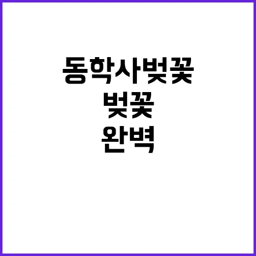 동학사 벚꽃을 감상…