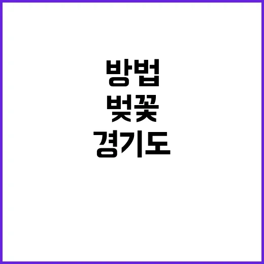 경기도에서 벚꽃을 …