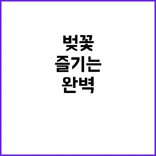 석촌호수 벚꽃을 완…