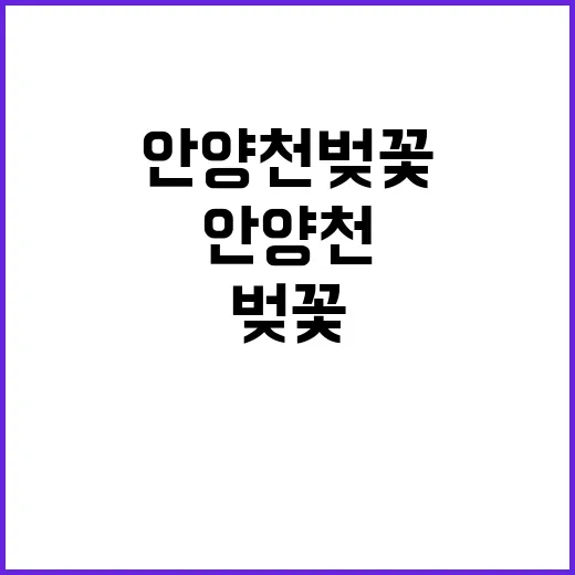 안양천 벚꽃을 만끽…