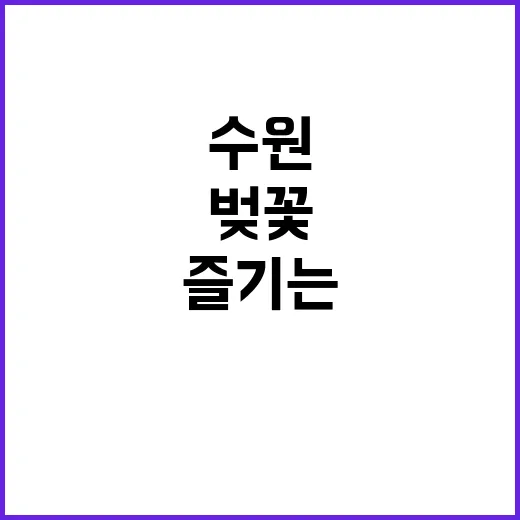 수원에서 벚꽃을 완…