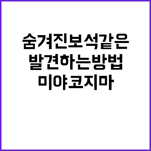미야코지마에서 숨겨진 보석 같은 장소를 발견하는 방법