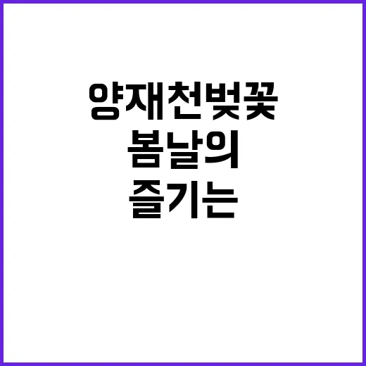 양재천 벚꽃을 즐기…