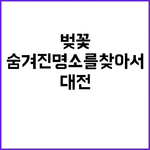 대전에서 벚꽃을 만…