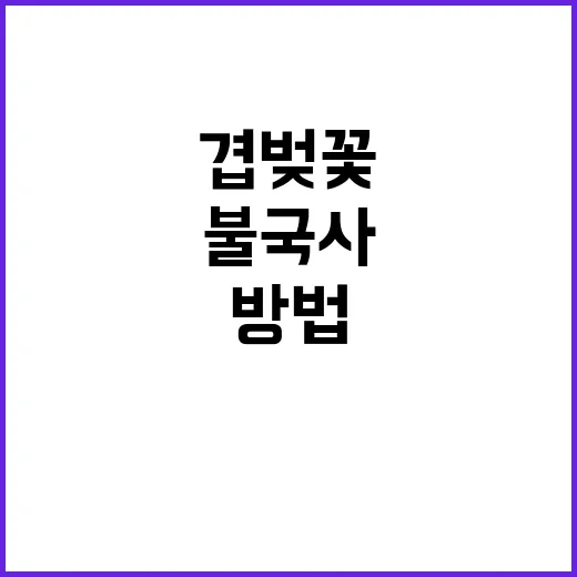 불국사 겹벚꽃을 만…