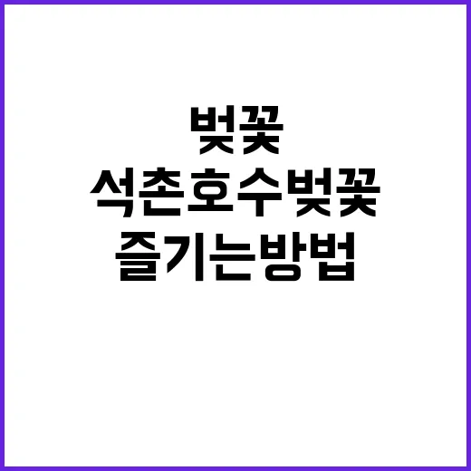 석촌호수 벚꽃 여행…
