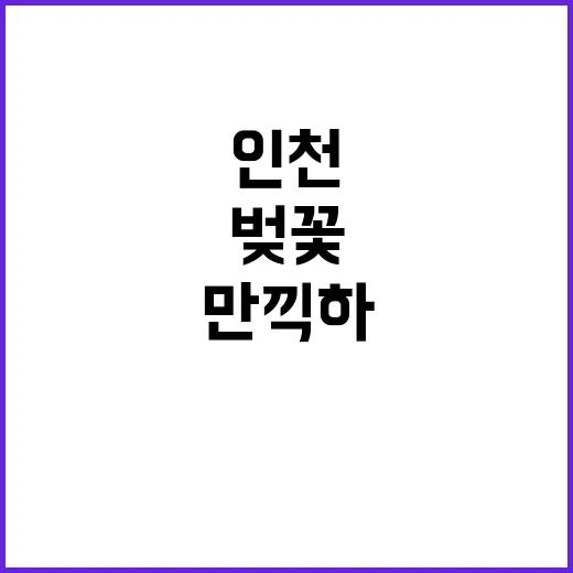 인천에서 벚꽃을 만…