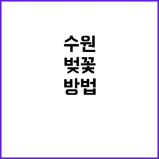 수원의 벚꽃을 만끽…