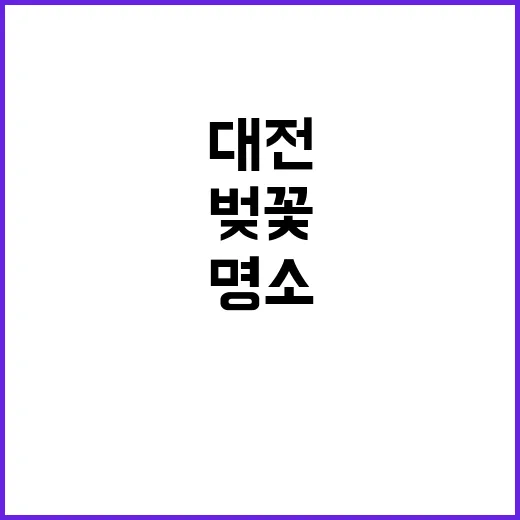 대전에서 벚꽃을 즐…