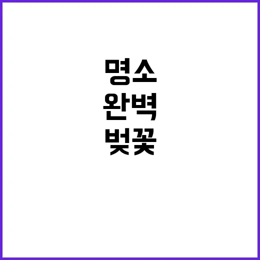인천 벚꽃 명소를 완벽하게 즐기는 방법