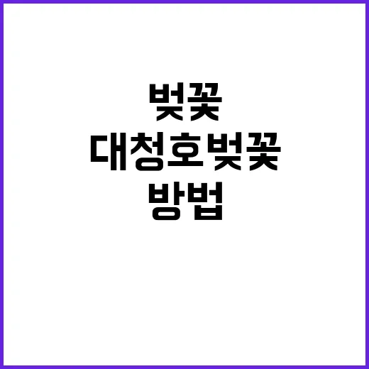 대청호 벚꽃을 만끽…