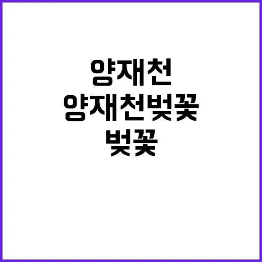 양재천 벚꽃을 만끽…
