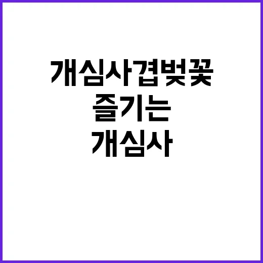 개심사 겹벚꽃을 제…