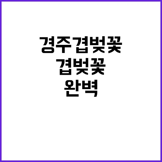 경주 겹벚꽃을 즐기…