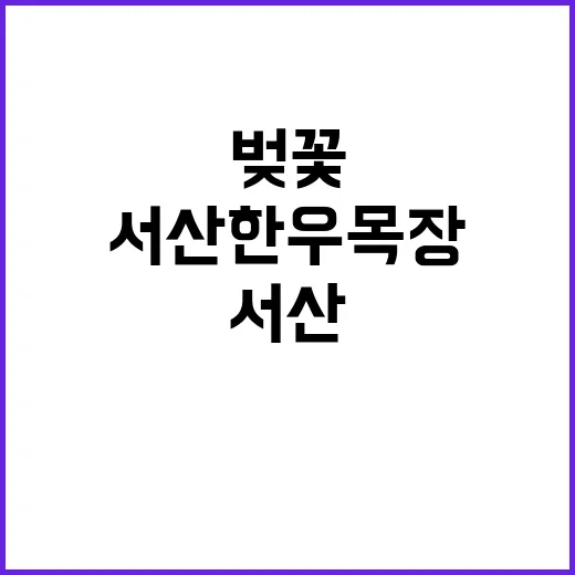 서산 한우목장에서 벚꽃을 만끽하는 방법