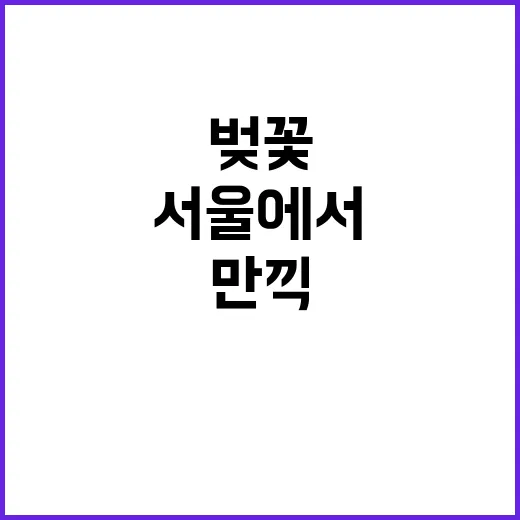 서울에서 벚꽃을 만…