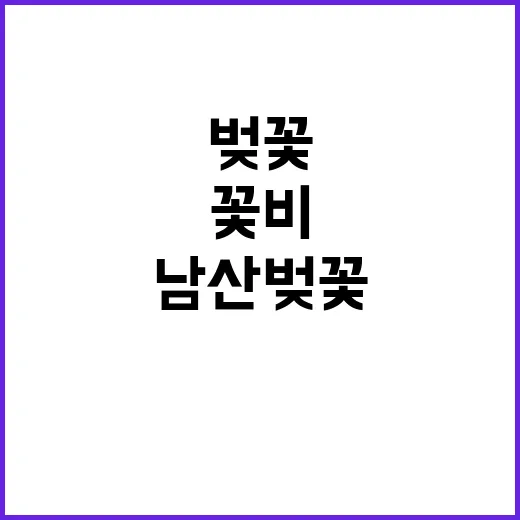 남산 벚꽃을 만끽하…
