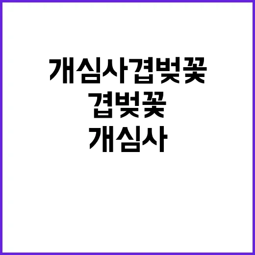 개심사 겹벚꽃을 만…
