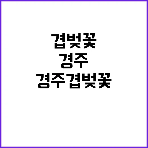 경주 겹벚꽃을 만끽…