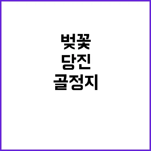 당진 골정지에서 벚…