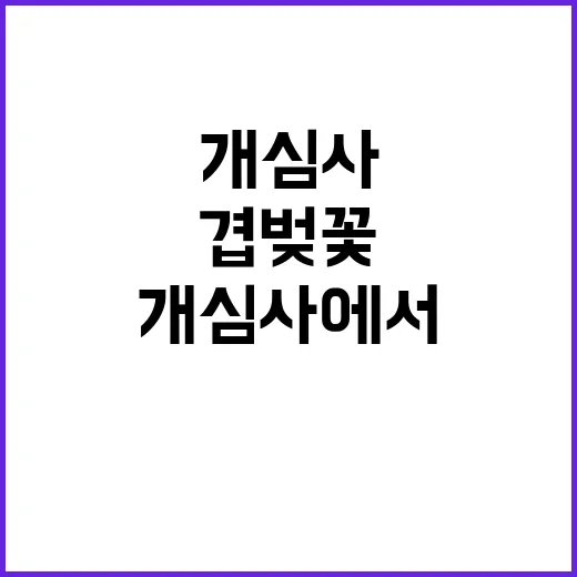 개심사에서 겹벚꽃을 만끽하는 방법