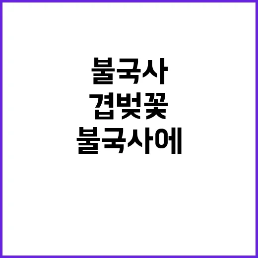 불국사에서 겹벚꽃을…