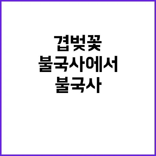 불국사에서 겹벚꽃을…