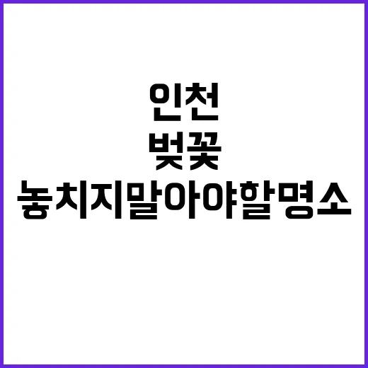 인천에서 벚꽃을 만…