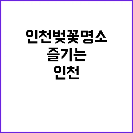 인천 벚꽃 명소를 …