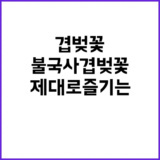 불국사 겹벚꽃을 제…