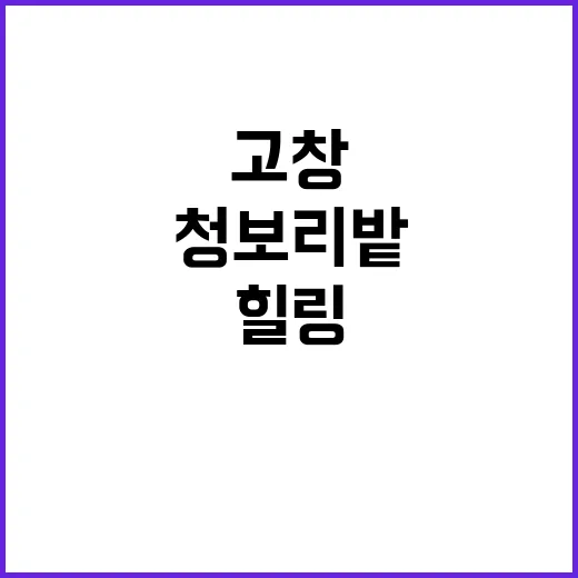 고창 청보리밭을 여…