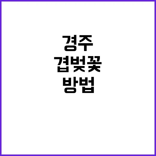 경주의 겹벚꽃을 만…